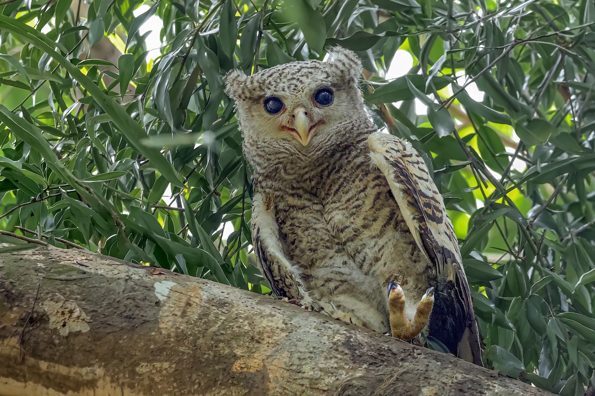 Spot-bellied Eagle-Owl - ML652878870
