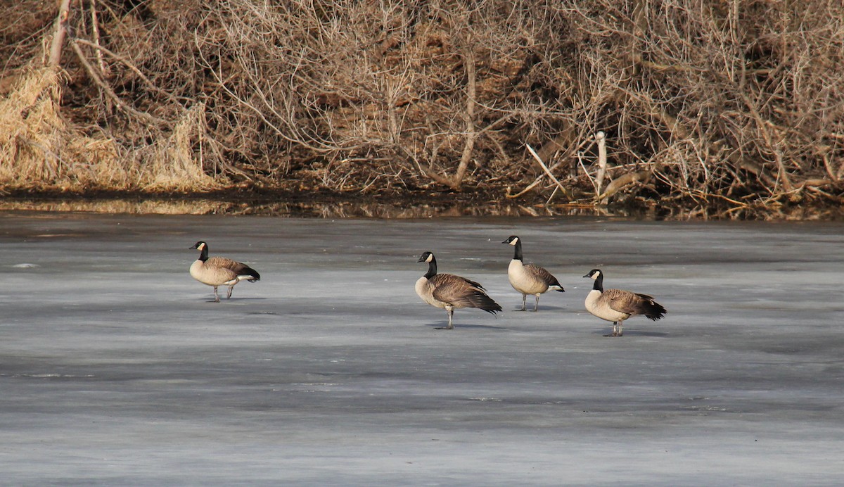 Canada Goose - ML652878873