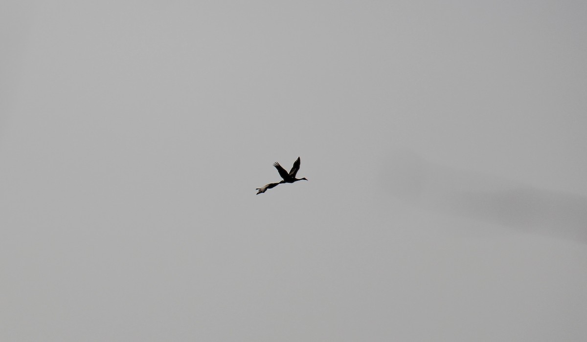 Sandhill Crane - ML652878880