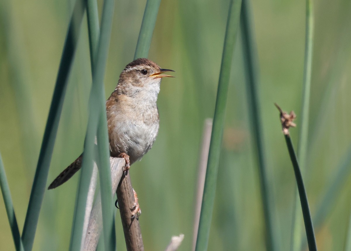 Bataklık Çıtkuşu - ML652879024