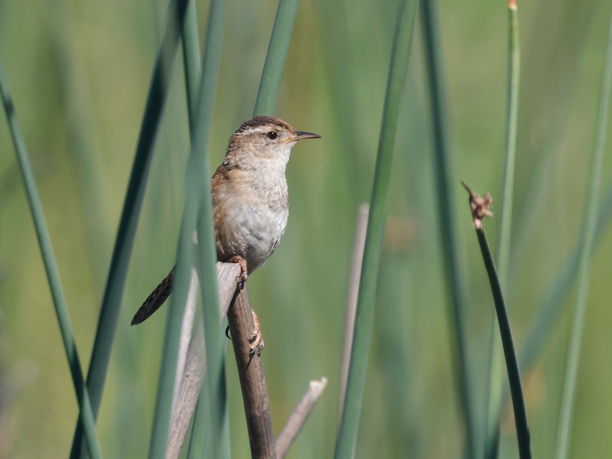 Bataklık Çıtkuşu - ML652879028