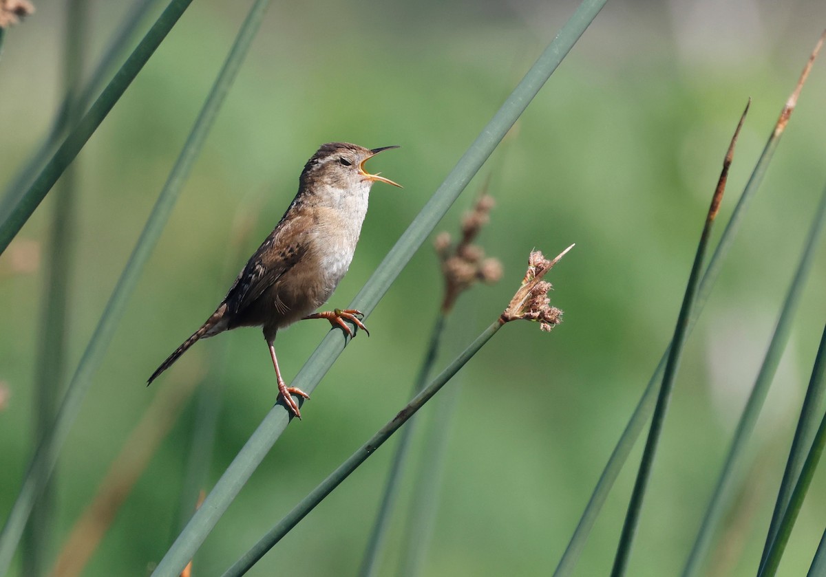 Bataklık Çıtkuşu - ML652879033