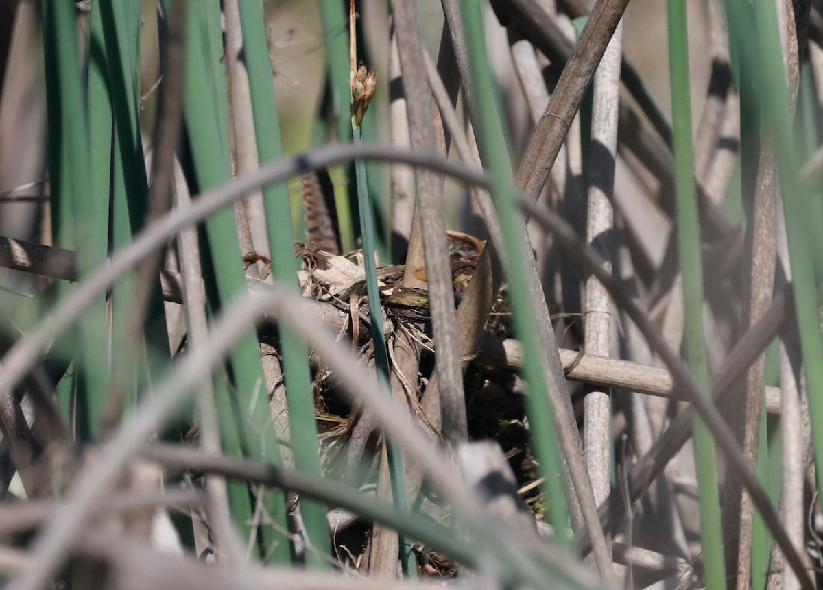 Bataklık Çıtkuşu - ML652879108