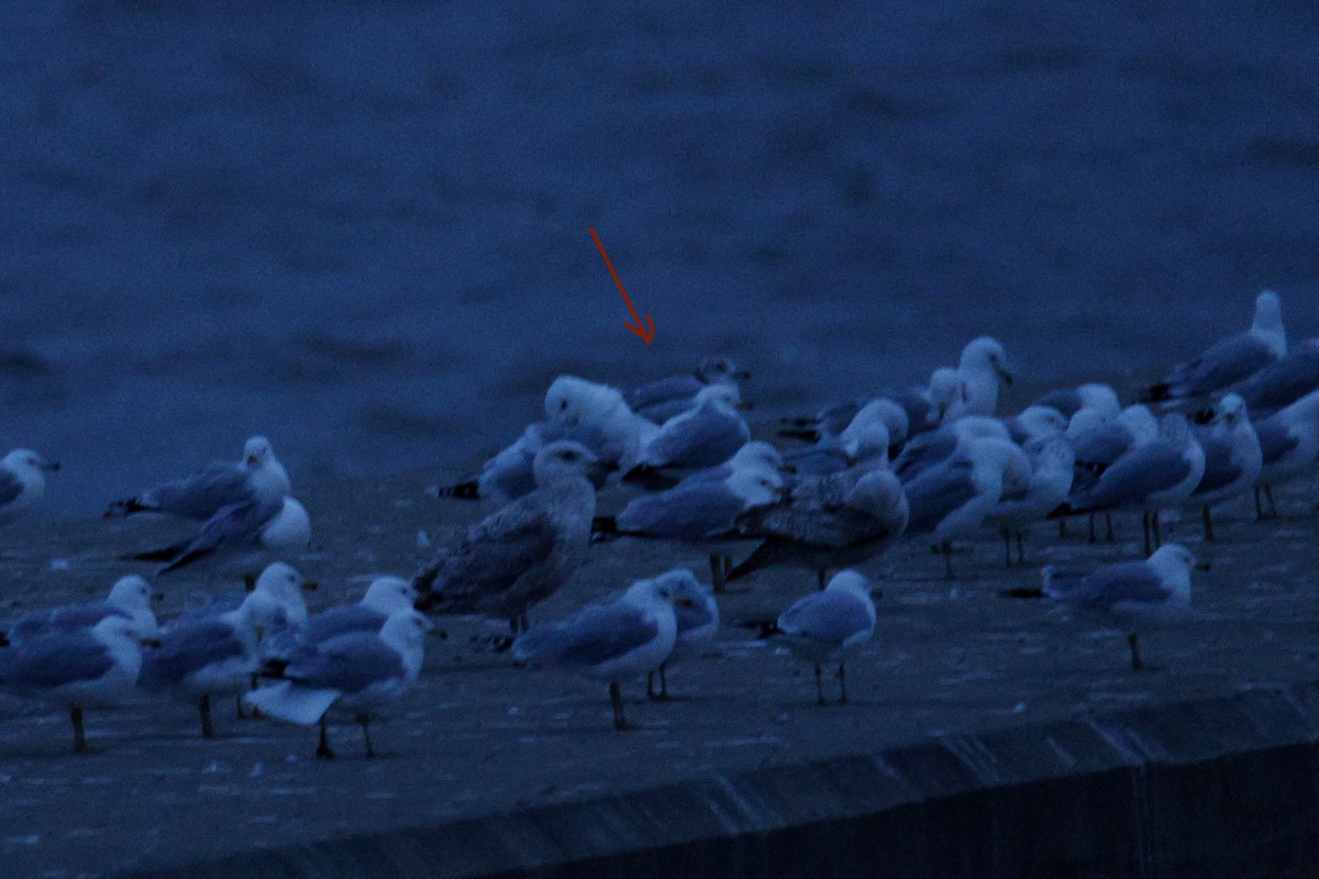 tanımsız Larinae sp. - ML652879190