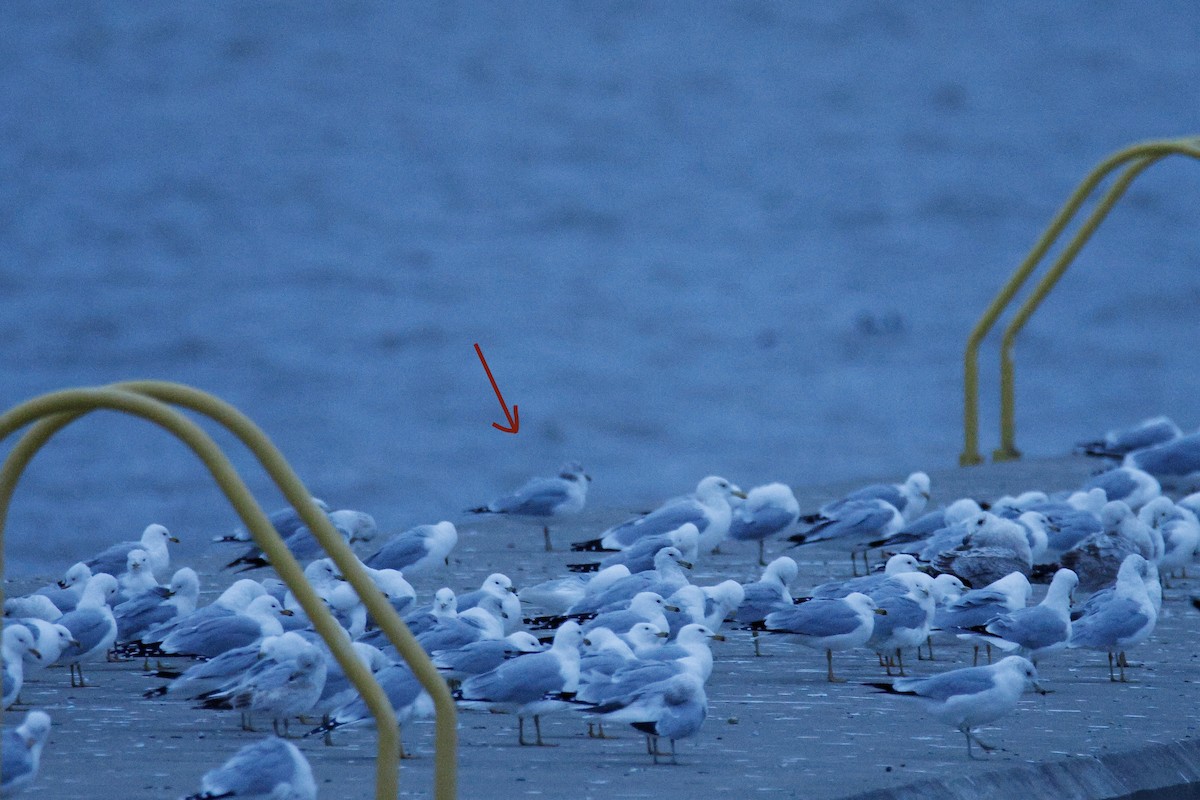 tanımsız Larinae sp. - ML652879191