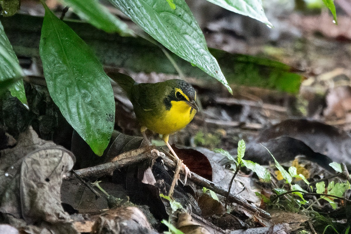 kentuckyparula - ML652879549