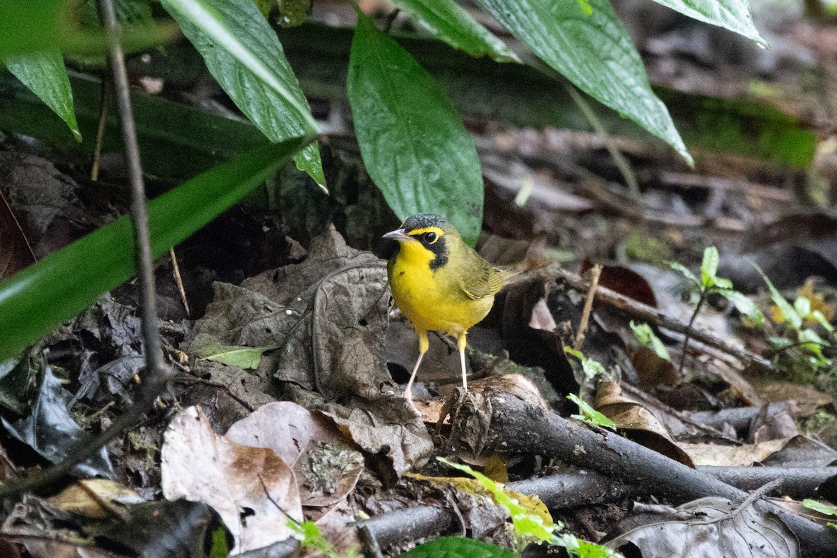 kentuckyparula - ML652879550