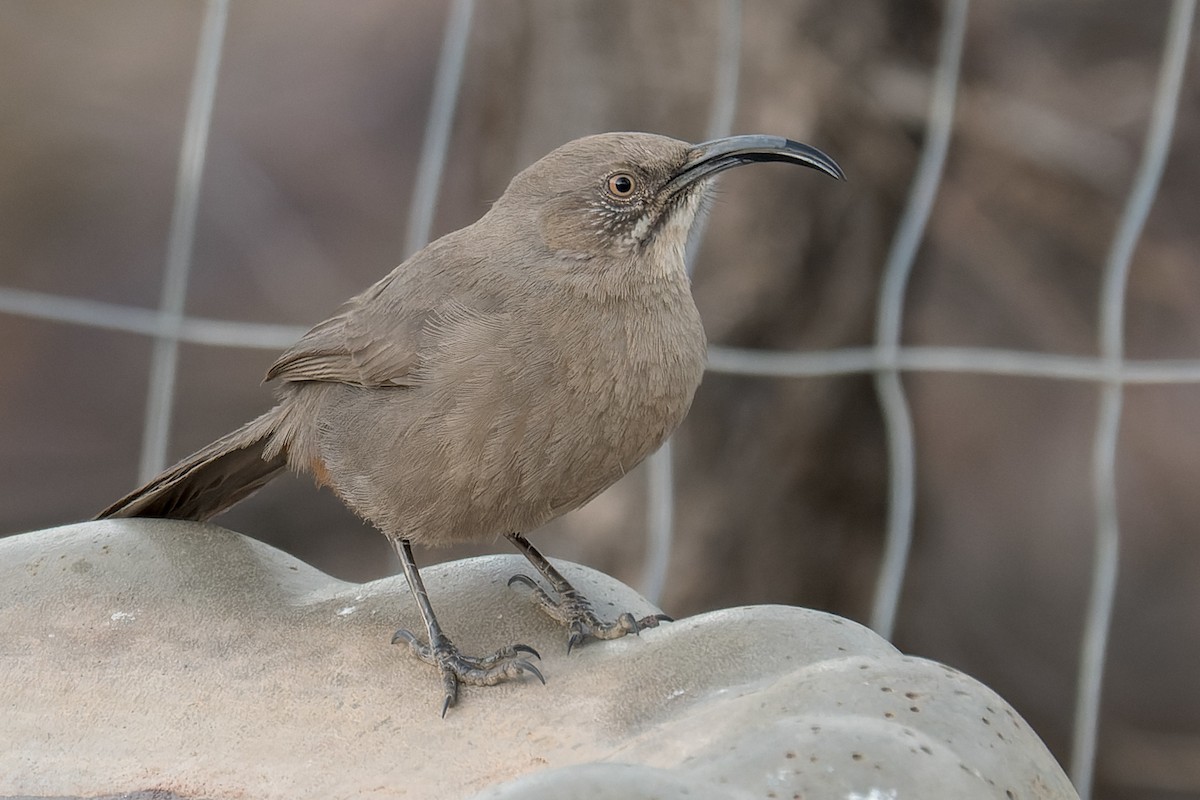 Crissal Thrasher - ML652879915