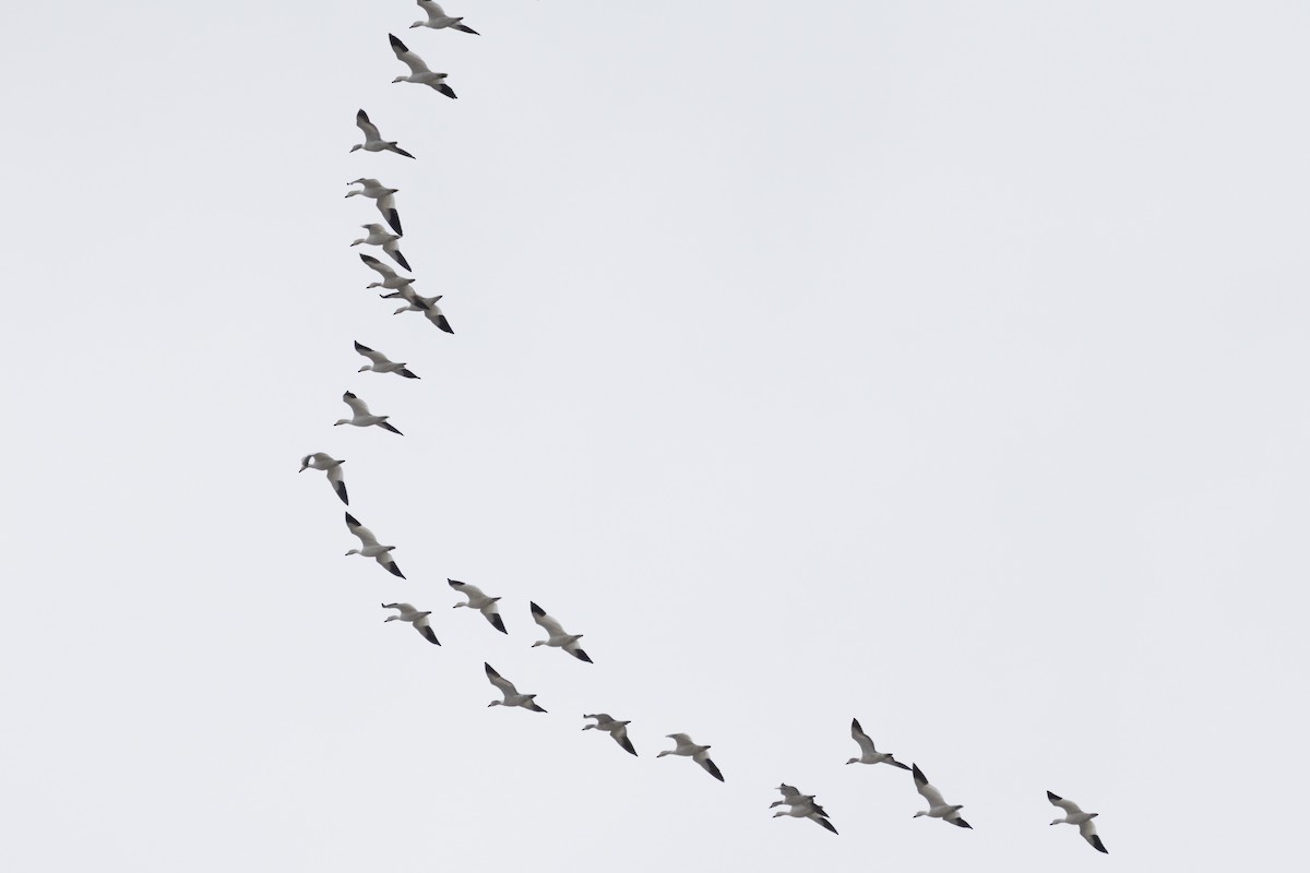 eBird Checklist - 15 Mar 2026 - Derby Hill Hawk Watch--North Lookout ...