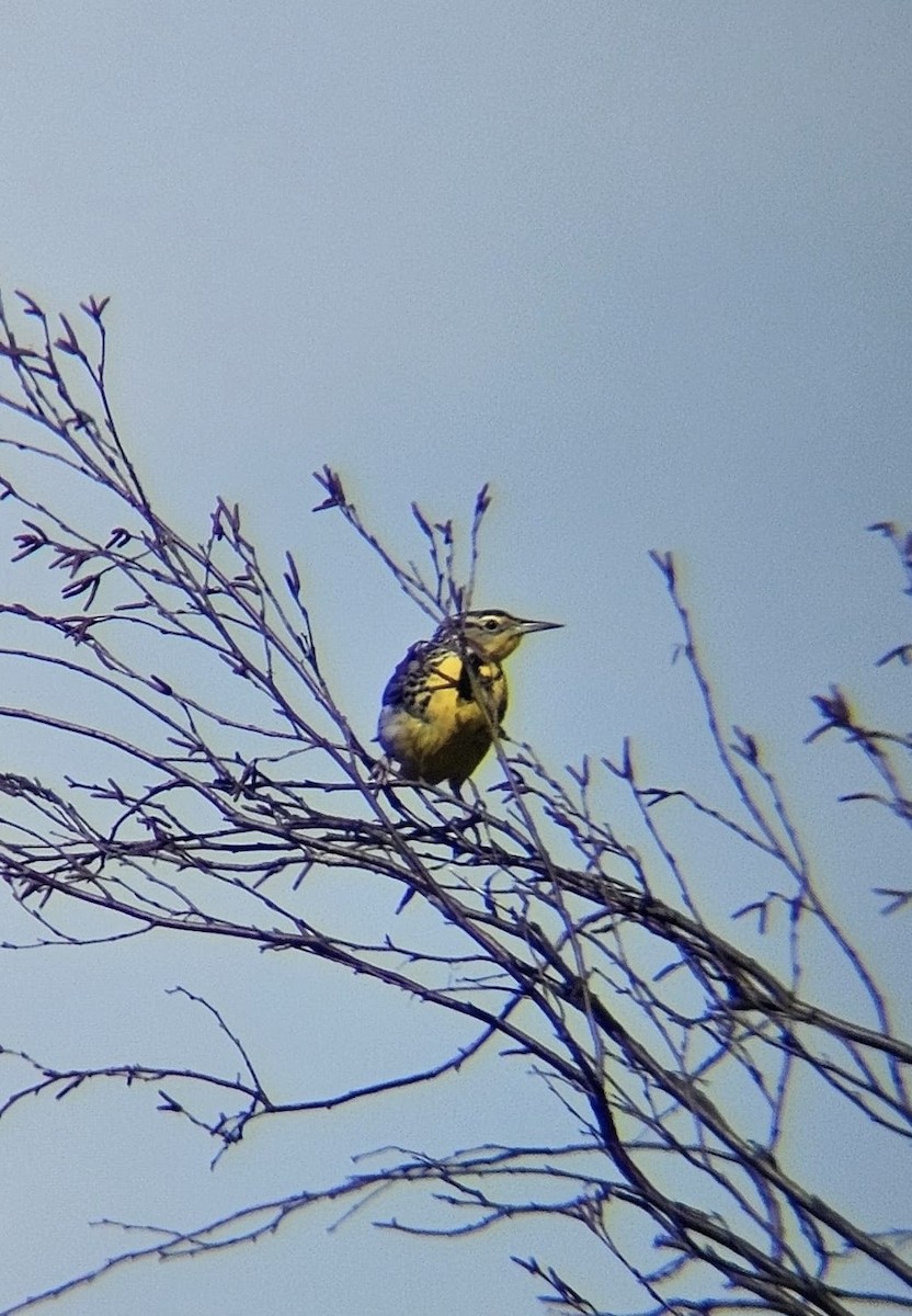 Western Meadowlark - ML652880233