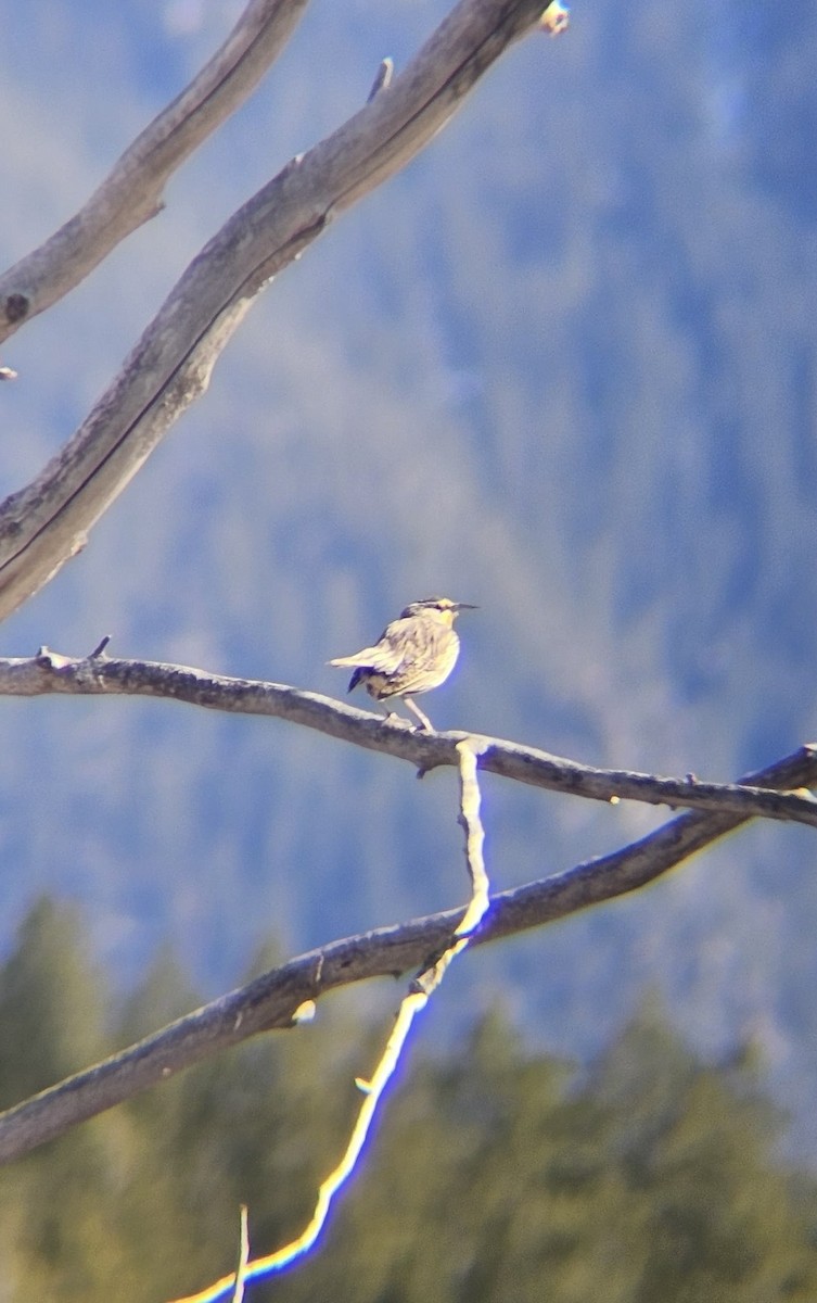 Western Meadowlark - ML652880234