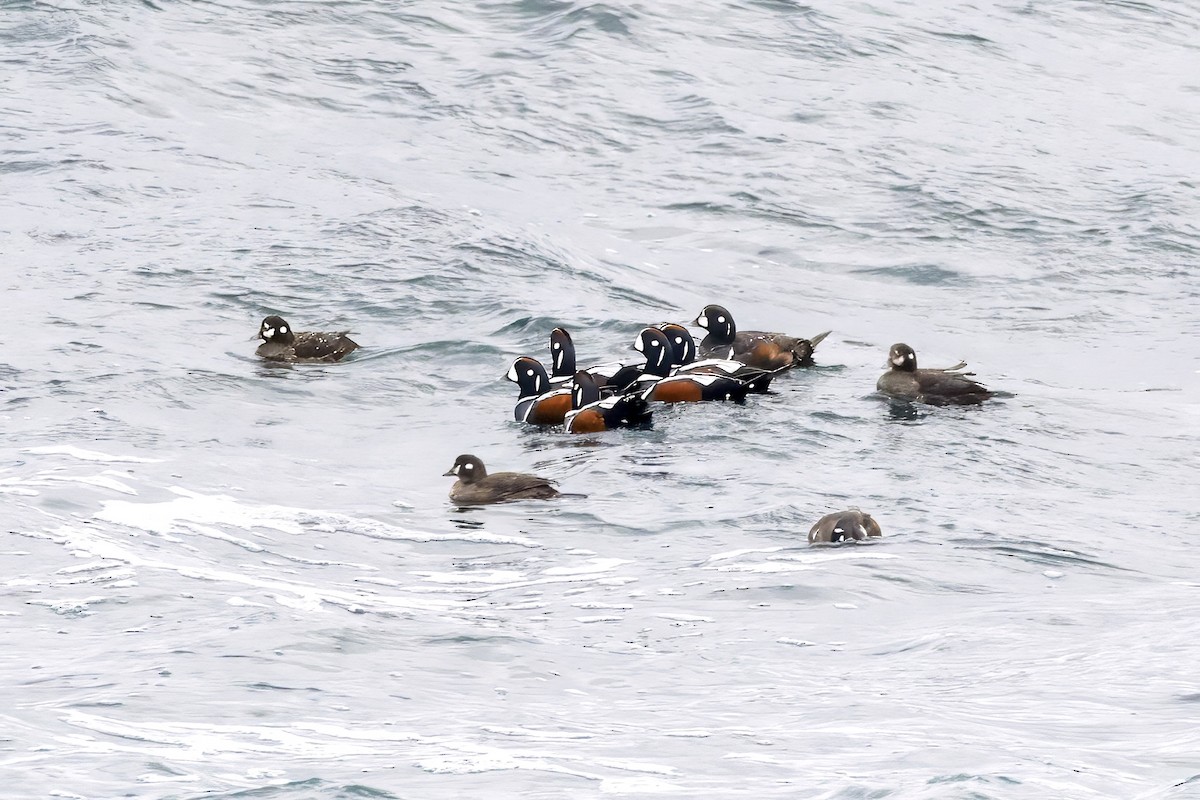 Arlequin plongeur - ML652880462