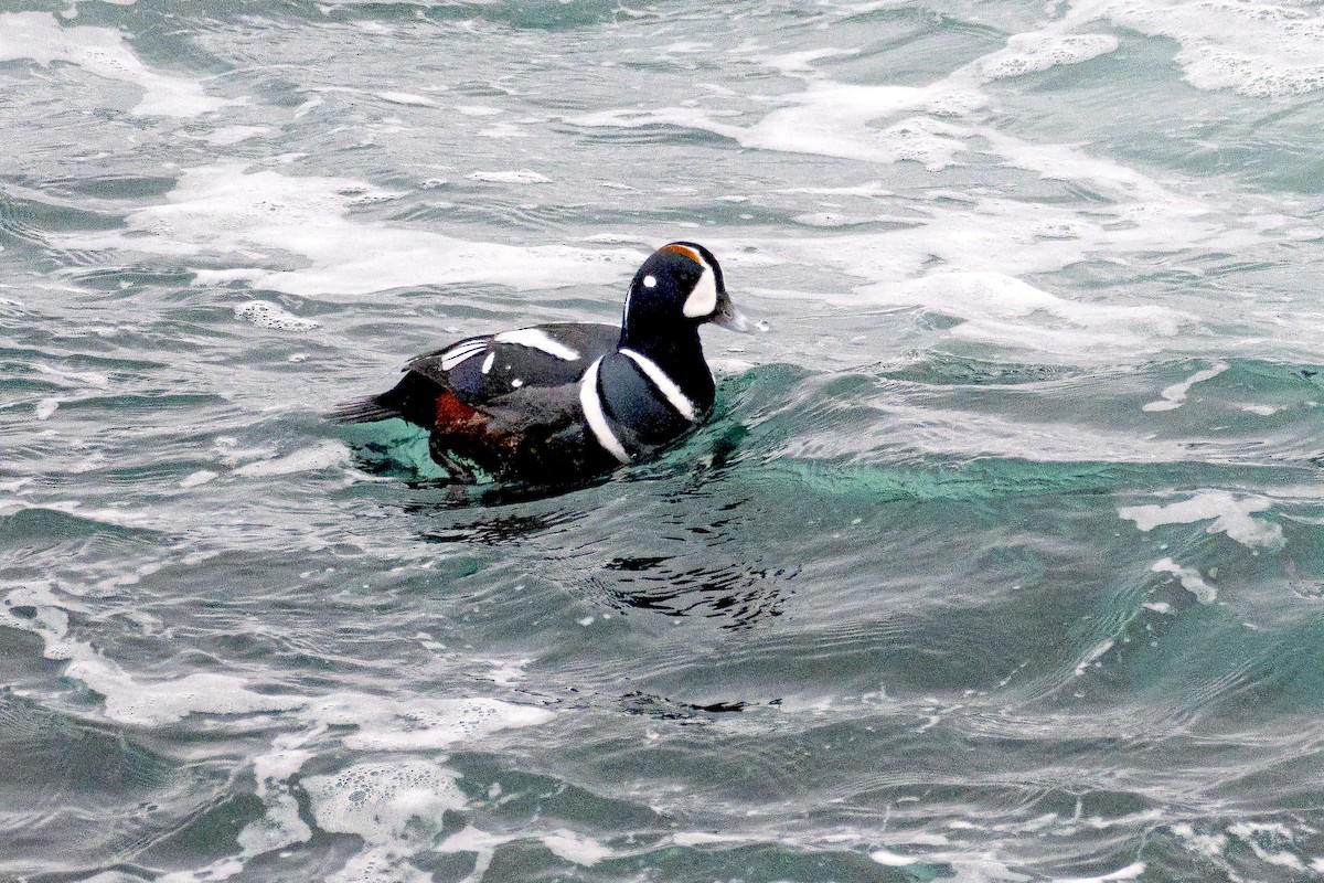 Arlequin plongeur - ML652880463