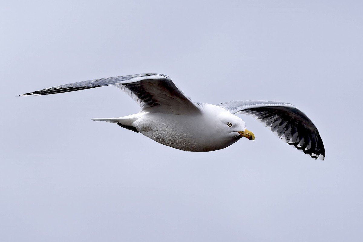 Goéland hudsonien - ML652880606