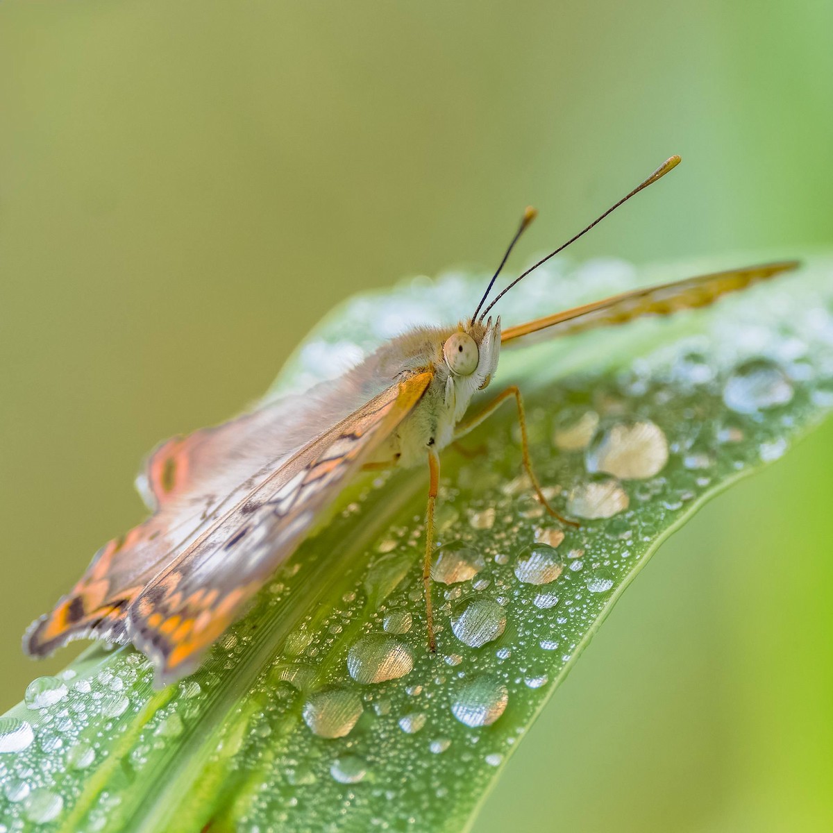 ウスベニタテハ - ML652881321