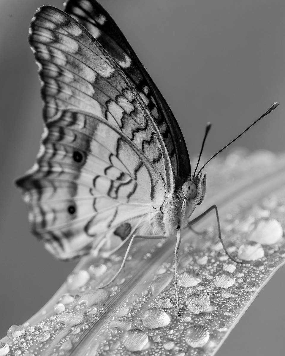 ウスベニタテハ - ML652881387