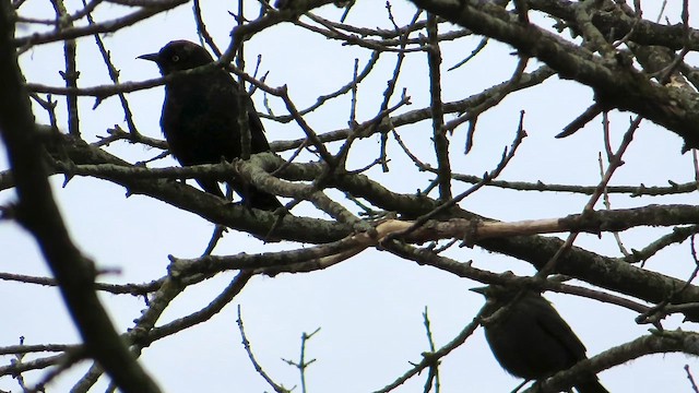 Rusty Blackbird - ML652881509