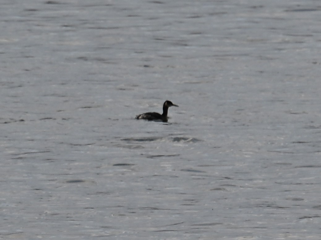 Red-necked Grebe - ML652881522