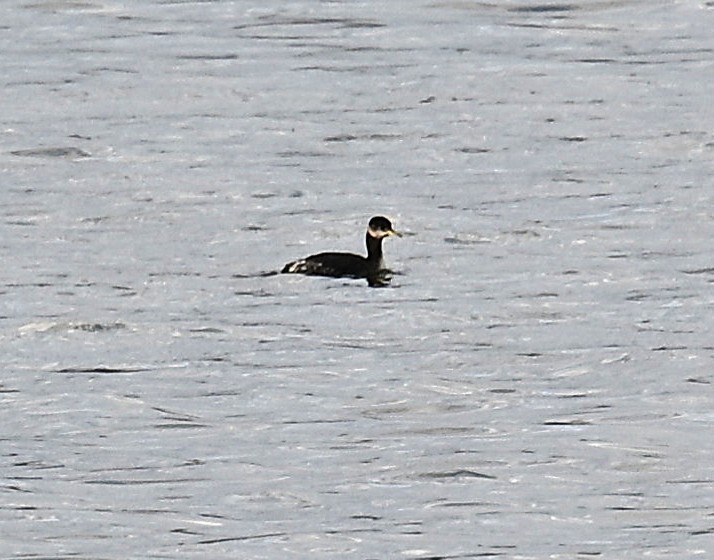Red-necked Grebe - ML652881530