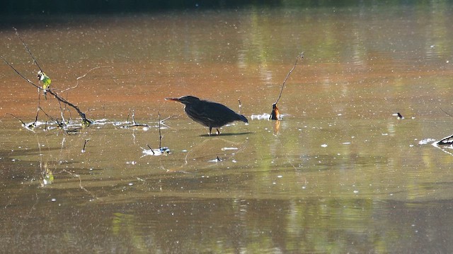 Airone verde - ML652881632