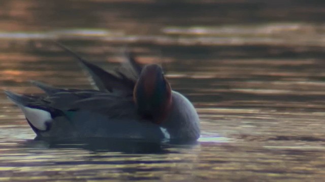 Alzavola - ML652881653