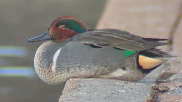 Alzavola - ML652881654