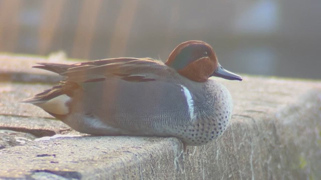 Alzavola - ML652881655