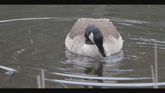 Oca canadese maggiore - ML652881760