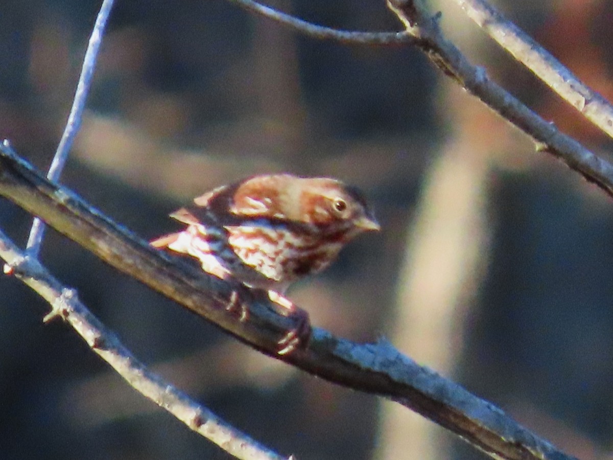 Fox Sparrow - ML652882206