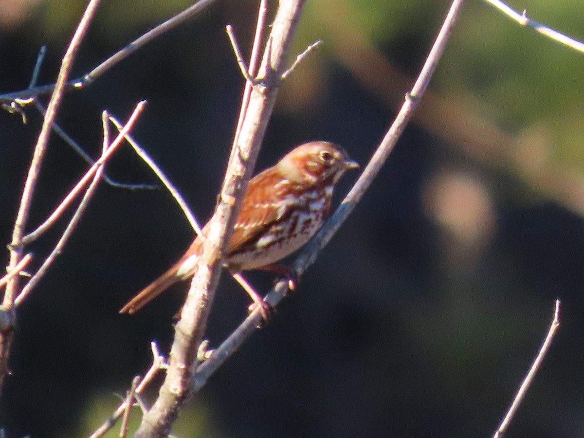 Fox Sparrow - ML652882207