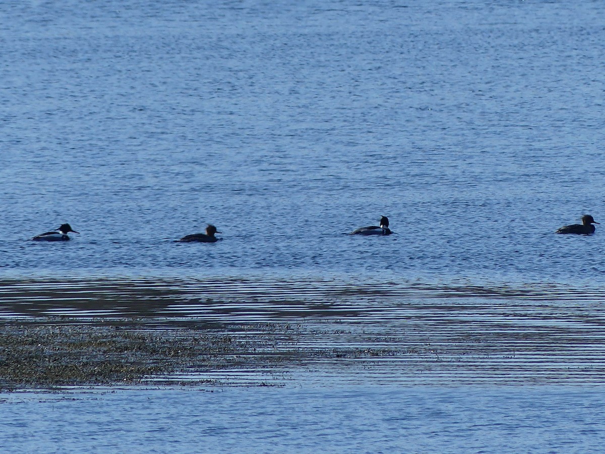 Harle huppé - ML652882210