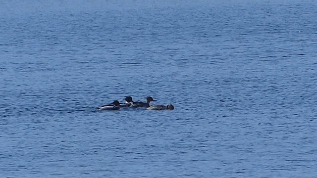 Smergo minore - ML652882249