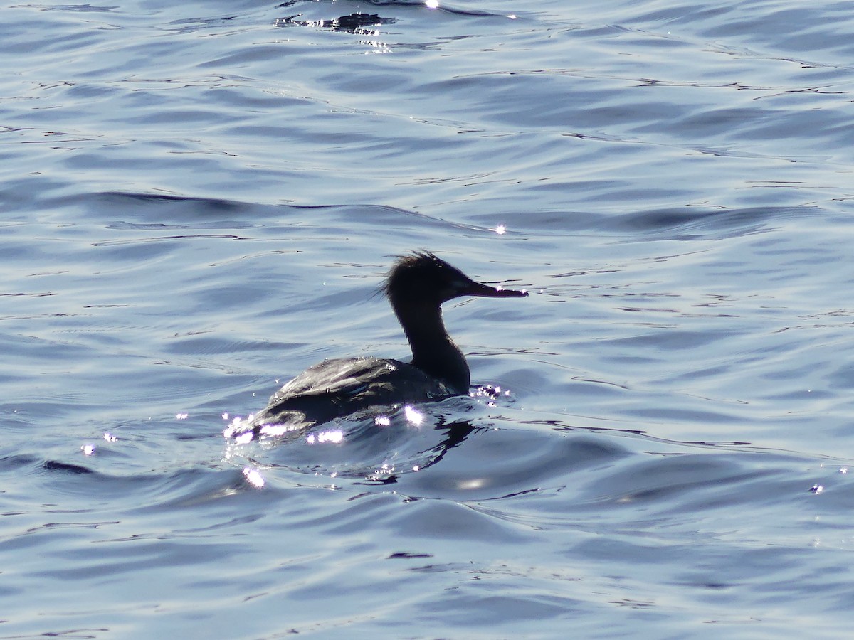 Harle huppé - ML652882275