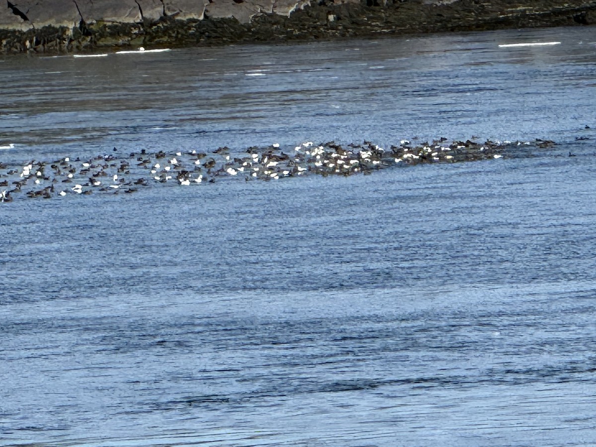 ærfugl - ML652882332