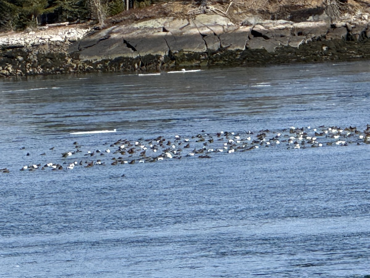 ærfugl - ML652882333