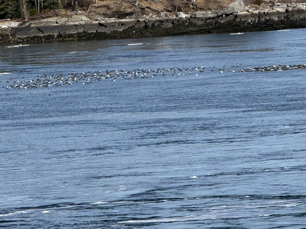 ærfugl - ML652882334