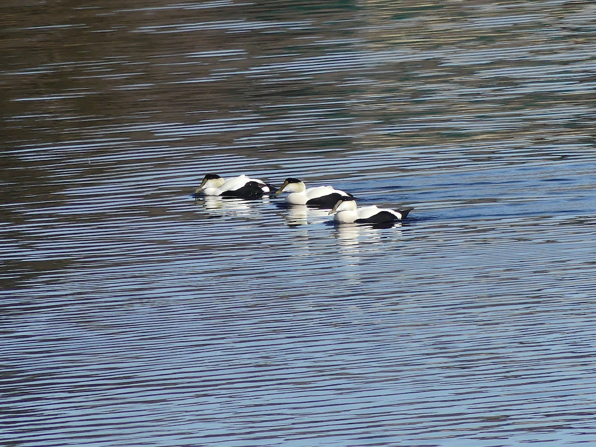 Eider à duvet - ML652882514