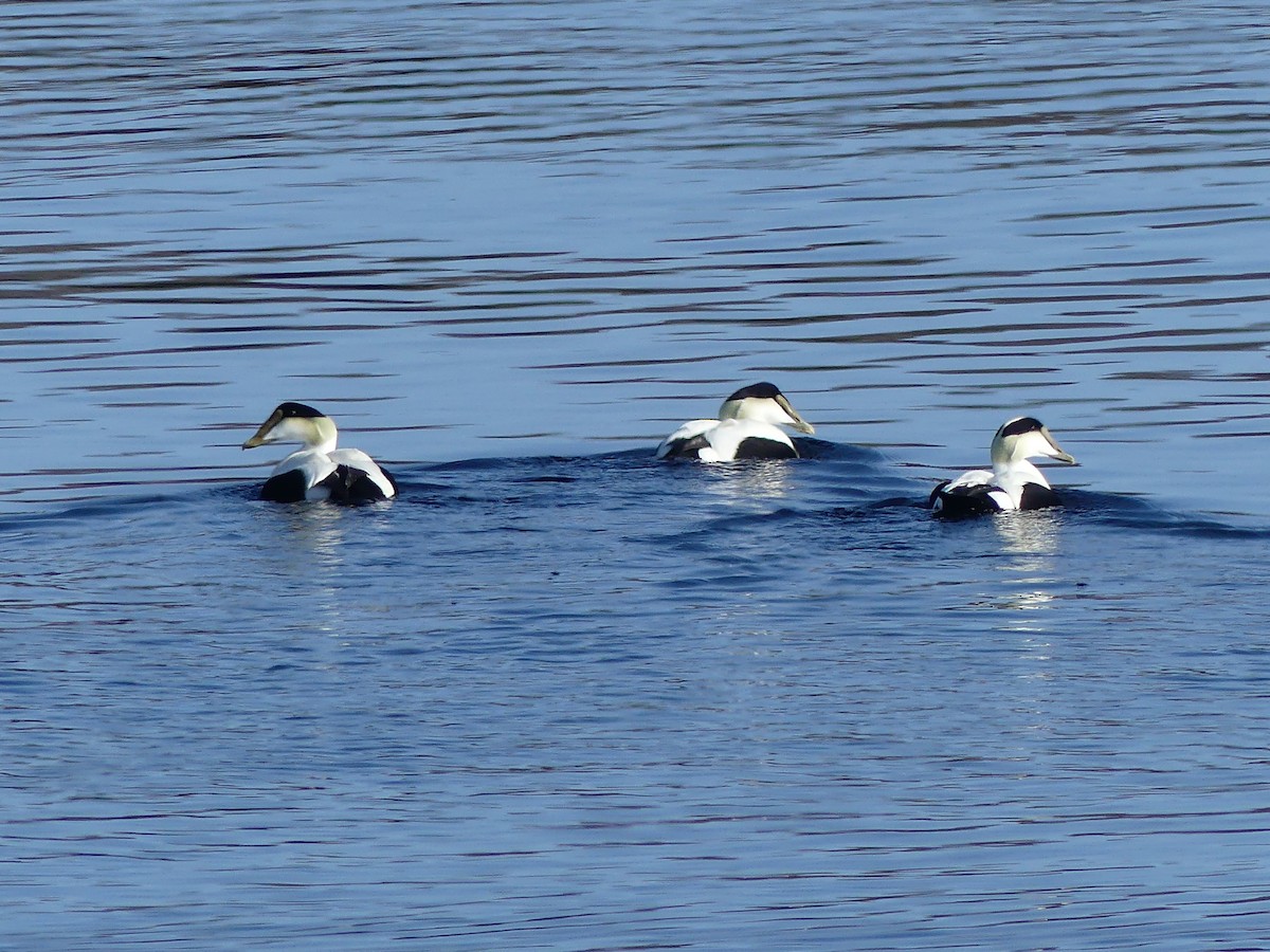 Eider à duvet - ML652882516