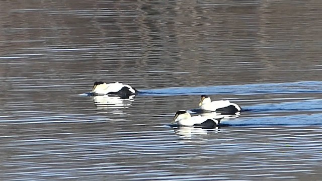 Edredone - ML652882517