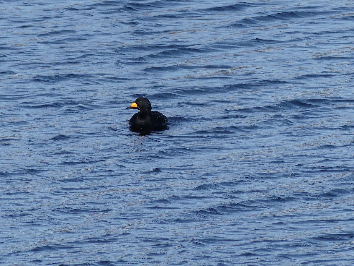 Macreuse à bec jaune - ML652882532