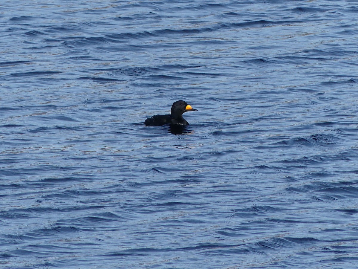 Macreuse à bec jaune - ML652882533