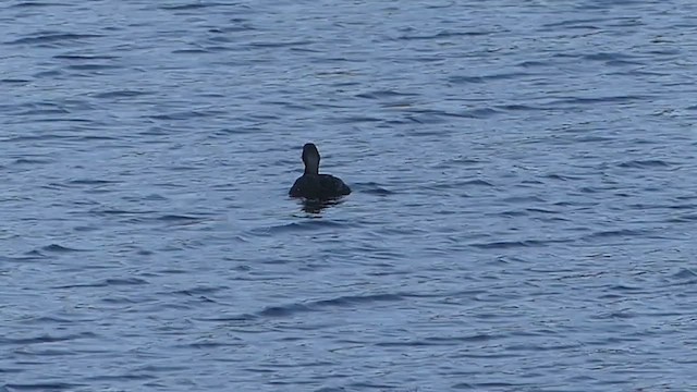 Black Scoter - ML652882543