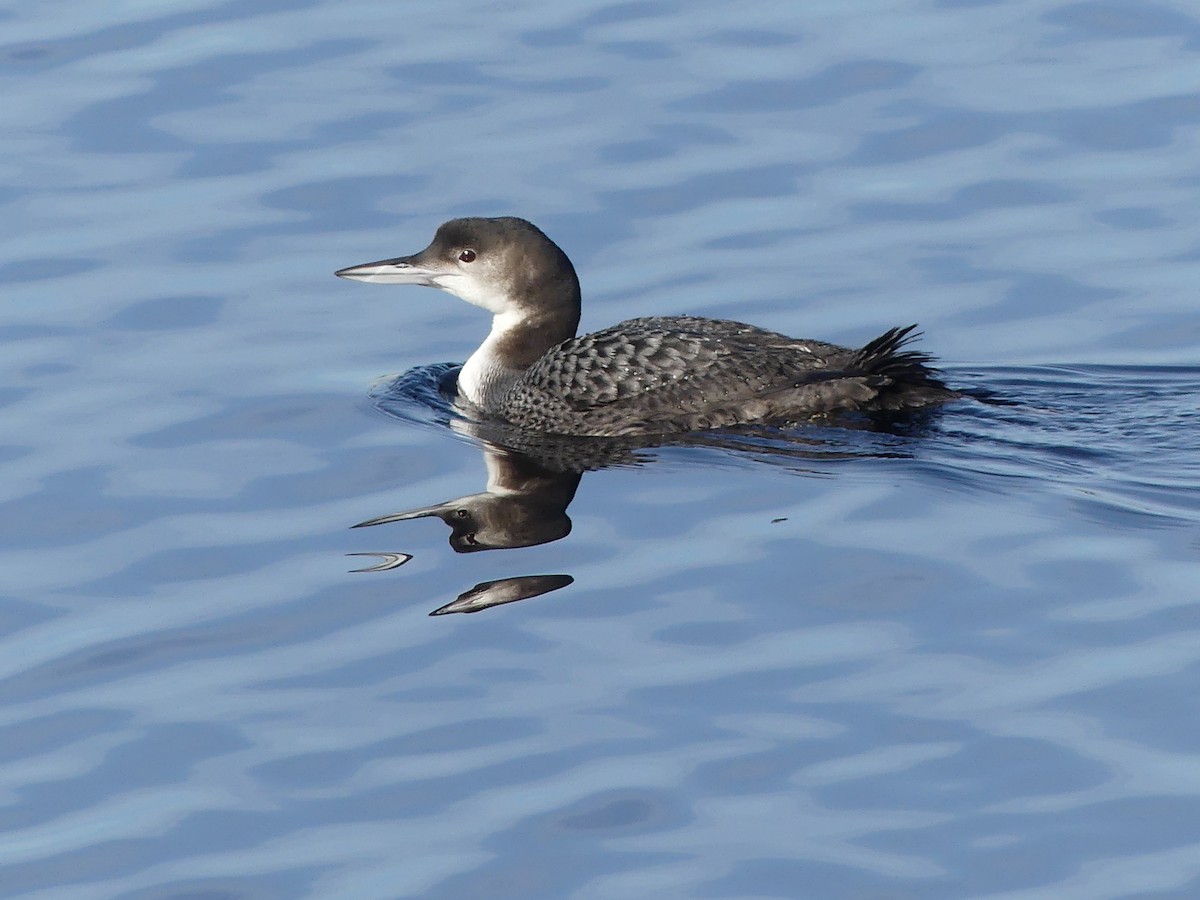 Plongeon huard - ML652882570