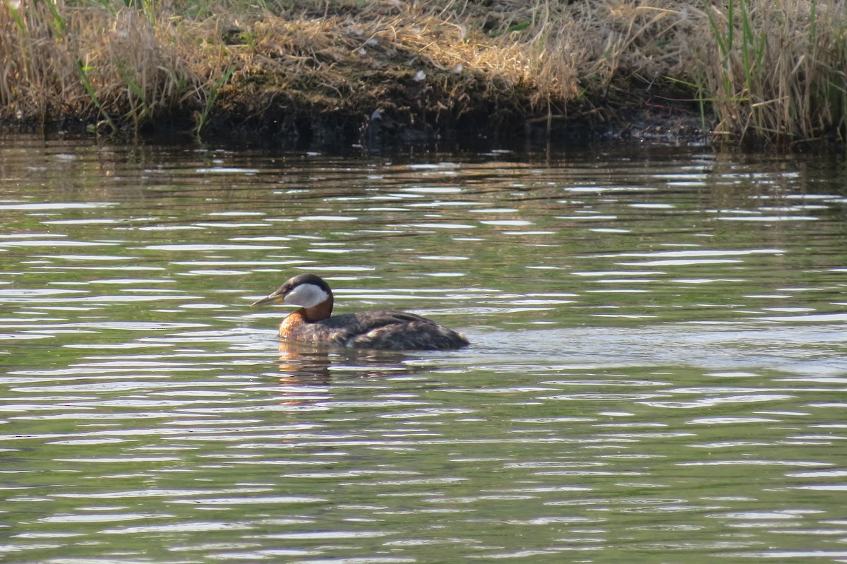 Red-necked Grebe - ML652882730
