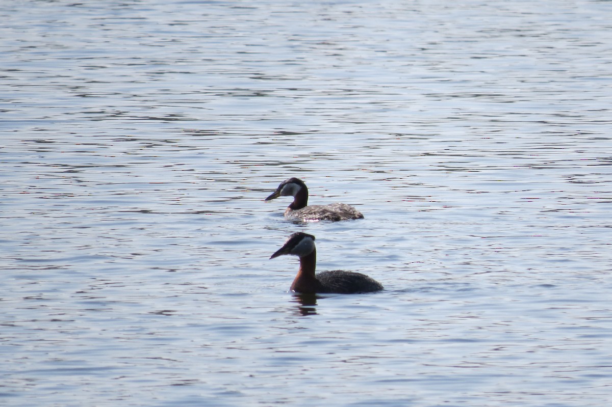 Red-necked Grebe - ML652882731