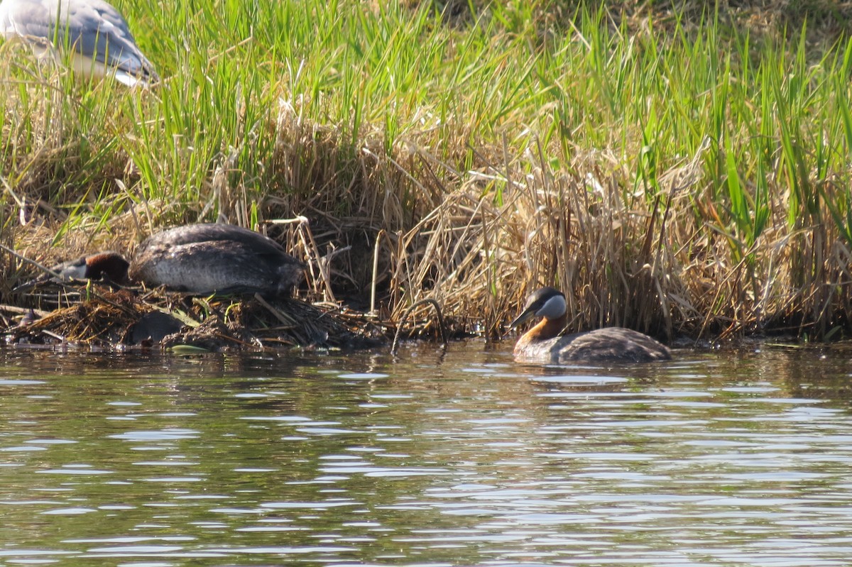 Red-necked Grebe - ML652882732