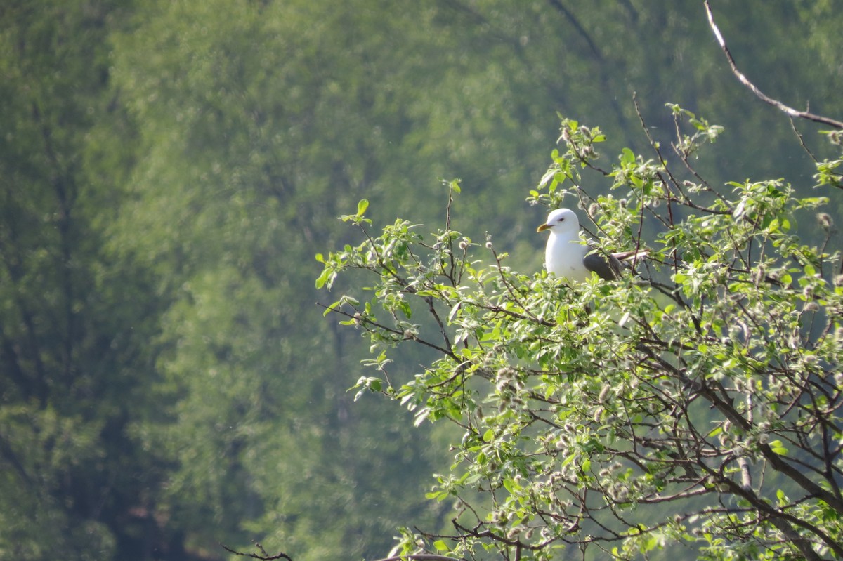 racek aljašský - ML652882758