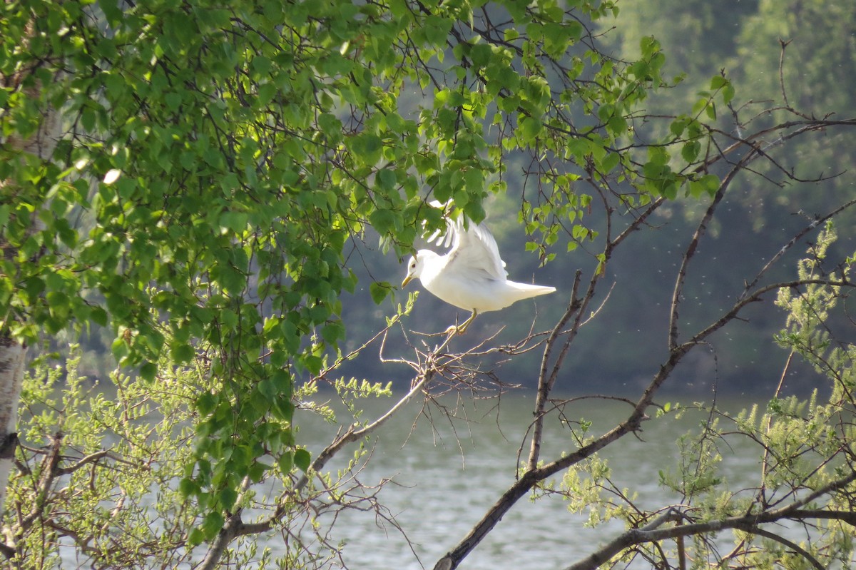 racek aljašský - ML652882759