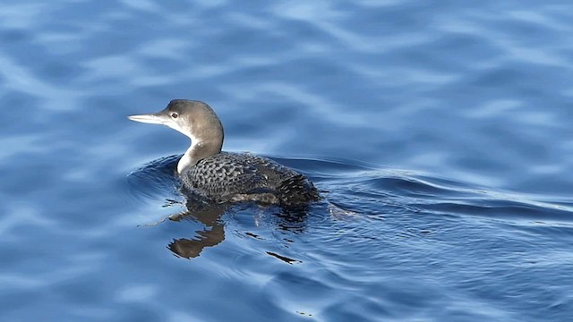 Strolaga maggiore - ML652882864