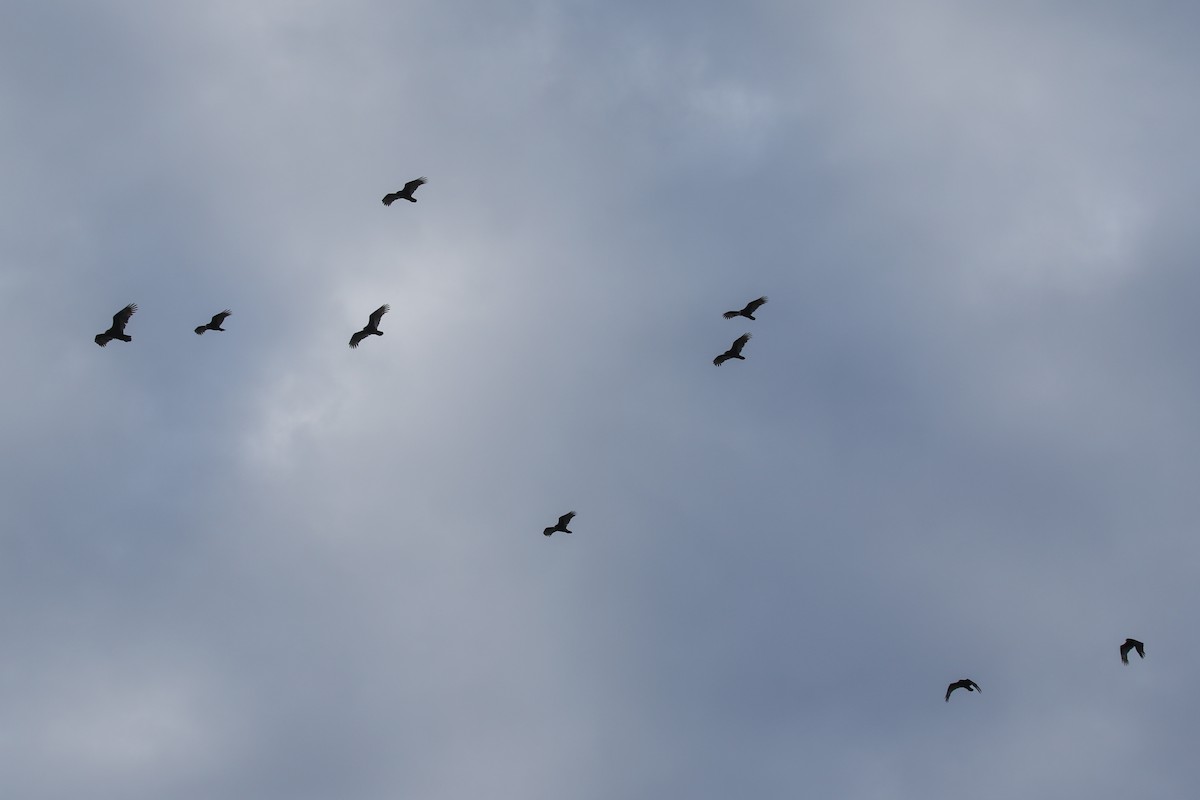 kalkunkondor - ML652883038